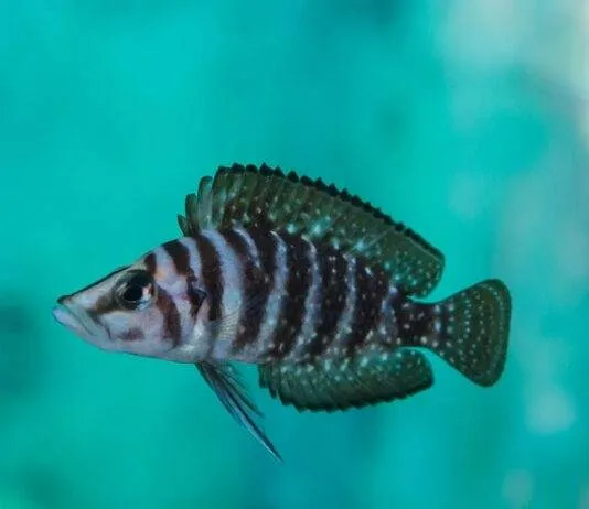 poisson Altolamprologus calvus