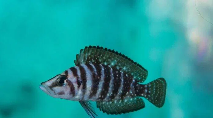 poisson Altolamprologus calvus