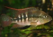 Fiche du poisson Amphilophus alfari poisson Amphilophus alfari (2)