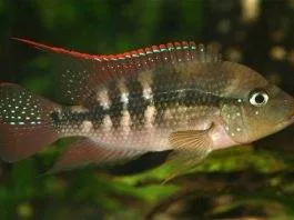 poisson Amphilophus alfari (2)