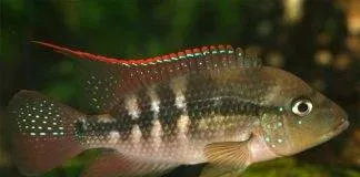 poisson Amphilophus alfari (2)