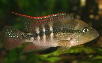 poisson Amphilophus alfari (2)