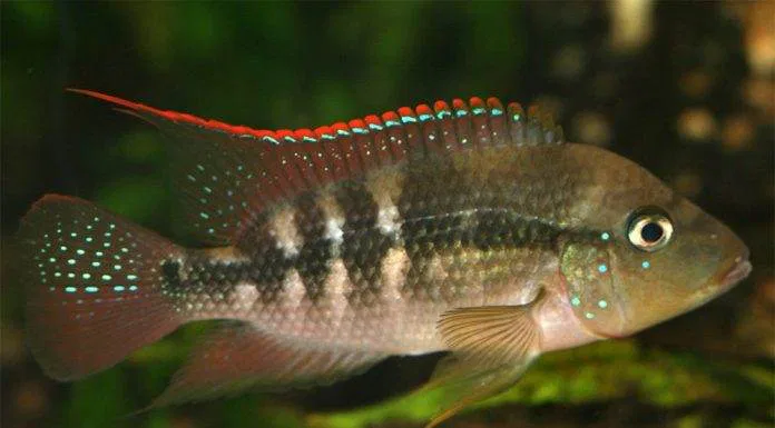 poisson Amphilophus alfari (2)