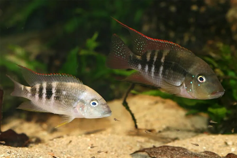 poisson Amphilophus alfari