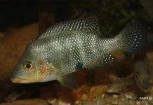 Fiche du poisson Amphilophus altifrons poisson Amphilophus altifrons (2)