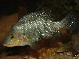 poisson Amphilophus altifrons (2)