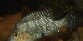 poisson Amphilophus altifrons (2)