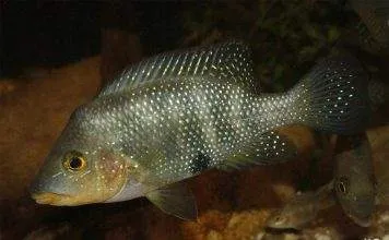 Fiche du poisson Amphilophus altifrons poisson Amphilophus altifrons (2)