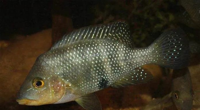 poisson Amphilophus altifrons (2)
