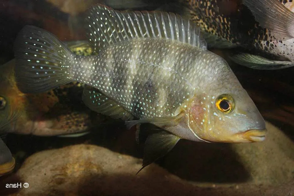 poisson Amphilophus altifrons