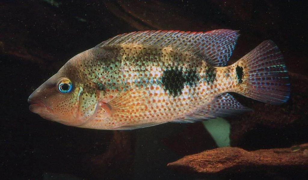 poisson Amphilophus calobrensis