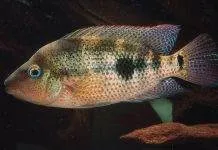 poisson Amphilophus calobrensis