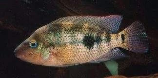 poisson Amphilophus calobrensis