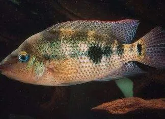 poisson Amphilophus calobrensis