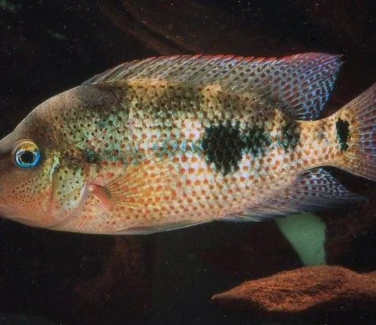 poisson Amphilophus calobrensis