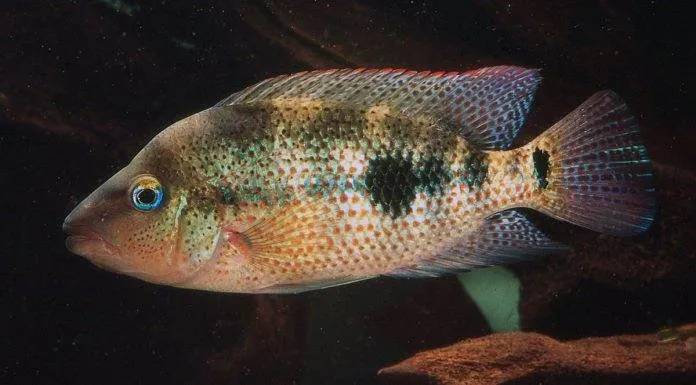 poisson Amphilophus calobrensis