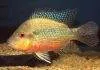 Fiche du poisson Amphilophus longimanus poisson Amphilophus longimanus