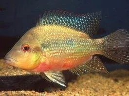 poisson Amphilophus longimanus