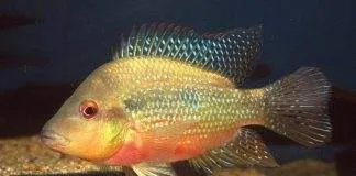 poisson Amphilophus longimanus