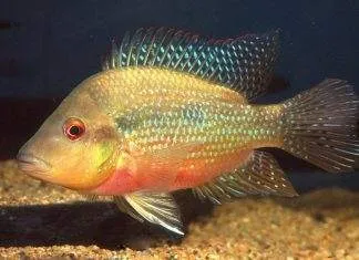 poisson Amphilophus longimanus