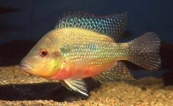 poisson Amphilophus longimanus