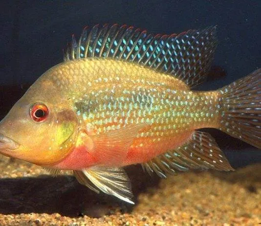poisson Amphilophus longimanus