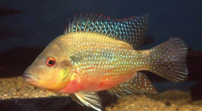 poisson Amphilophus longimanus