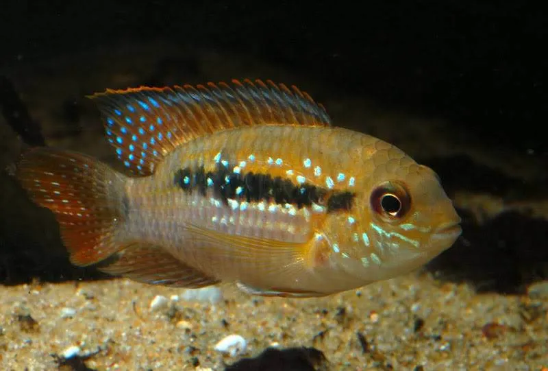 poisson Andinoacara sapayensis (2)