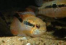 Fiche du poisson Andinoacara sapayensis poisson Andinoacara sapayensis