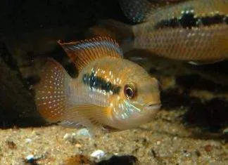 Fiche du poisson Andinoacara sapayensis poisson Andinoacara sapayensis