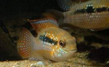 Fiche du poisson Andinoacara sapayensis poisson Andinoacara sapayensis