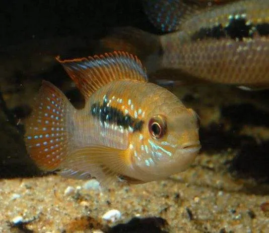 poisson Andinoacara sapayensis