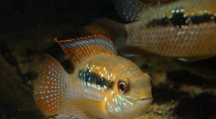 Fiche du poisson Andinoacara sapayensis poisson Andinoacara sapayensis