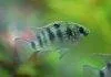 Fiche du poisson Anomalochromis thomasi poisson Anomalohromis thomasi