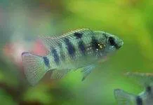 poisson Anomalohromis thomasi