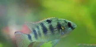 poisson Anomalohromis thomasi