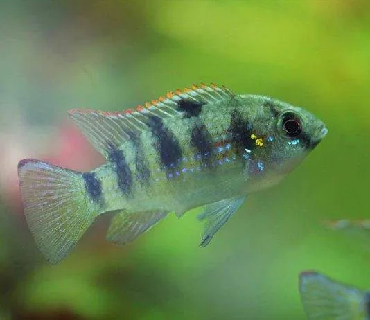 poisson Anomalohromis thomasi