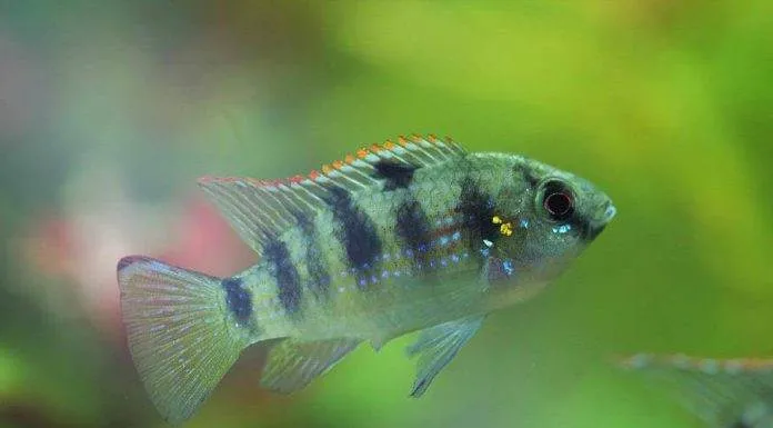 poisson Anomalohromis thomasi