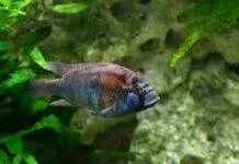 Fiche du poisson Astatotilapia Burtoni poisson Astatotilapia Burtoni