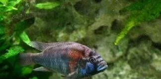 poisson Astatotilapia Burtoni