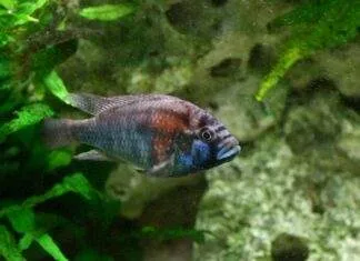 poisson Astatotilapia Burtoni