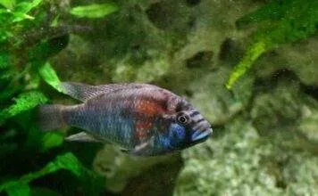 Fiche du poisson Astatotilapia Burtoni poisson Astatotilapia Burtoni
