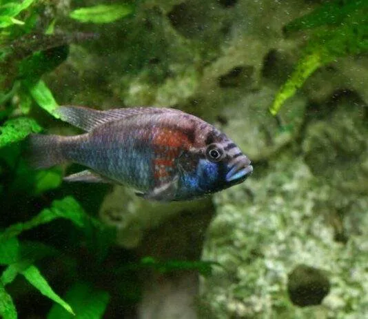 poisson Astatotilapia Burtoni