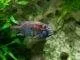Fiche du poisson Astatotilapia Burtoni poisson Astatotilapia Burtoni