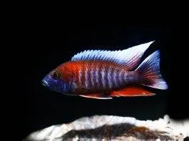 poisson Aulonocara jacobfreibergi