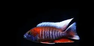 poisson Aulonocara jacobfreibergi