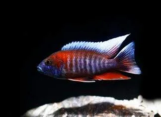 Fiche du poisson Aulonocara jacobfreibergi poisson Aulonocara jacobfreibergi