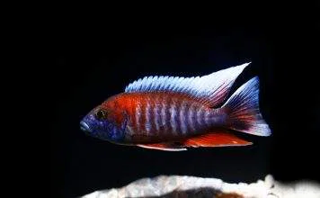 poisson Aulonocara jacobfreibergi