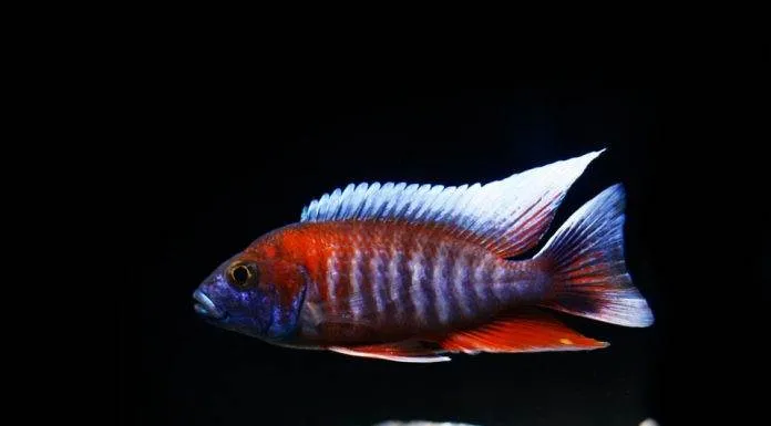 poisson Aulonocara jacobfreibergi