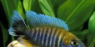 poisson Aulonocara nyassae Cichlidé paon